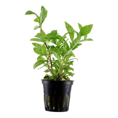 Tropica Hygrophila polysperma 'rosanervig'