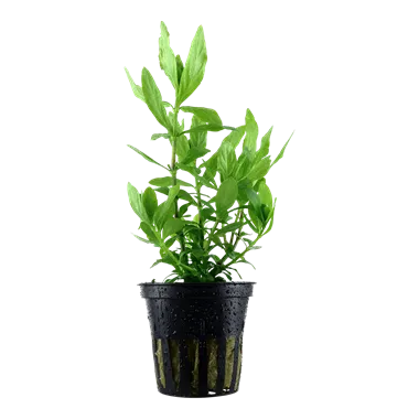 Tropica Hygrophila polysperma