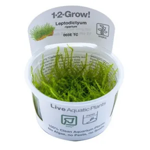 Tropica Leptodictyum riparium 1-2-Grow