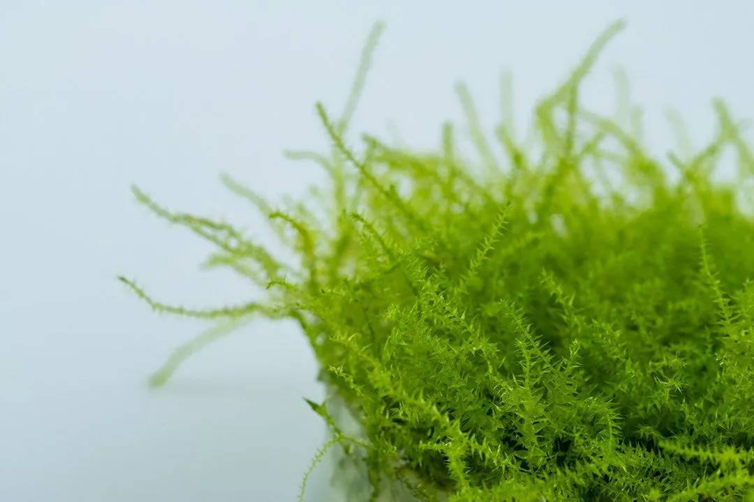 Tropica Leptodictyum riparium 1-2-Grow