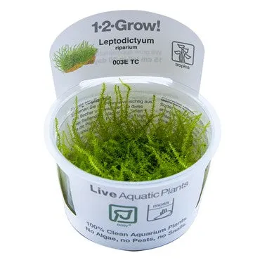 Tropica Leptodictyum riparium 1-2-Grow