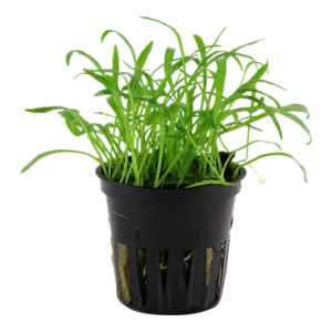 Tropica Lilaeopsis brasiliensis