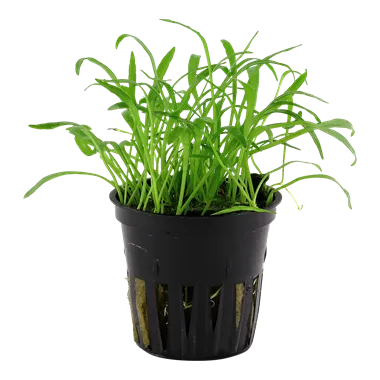 Tropica Lilaeopsis brasiliensis