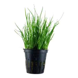 Tropica Lilaeopsis mauritiana