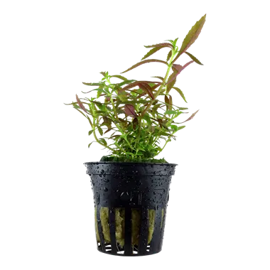 Tropica Limnophila hippuroides