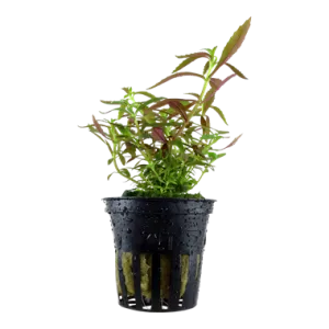 Tropica Limnophila hippuroides
