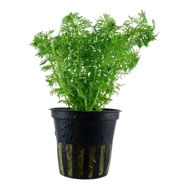 Tropica Limnophila sessiliflora