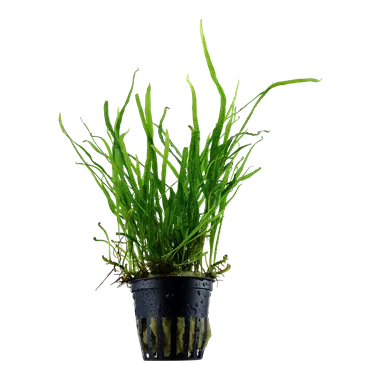 Tropica Microsorum pteropus Trident