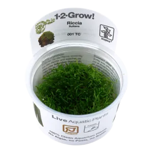 Tropica Riccia fluitans 1-2-Grow