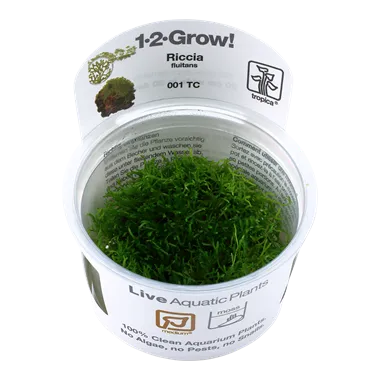 Tropica Riccia fluitans 1-2-Grow