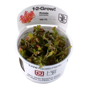 Tropica Rotala macandra 1-2-Grow