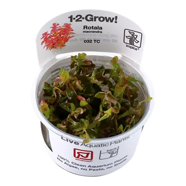 Tropica Rotala macandra 1-2-Grow