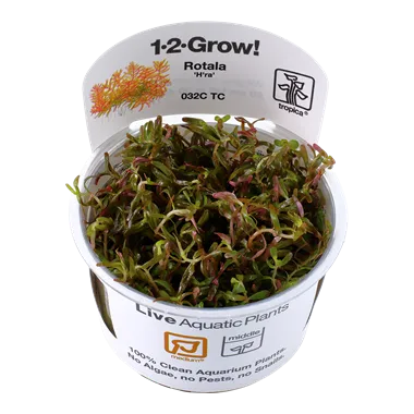 Tropica Rotala rotundifolia H'Ra 1-2-Grow