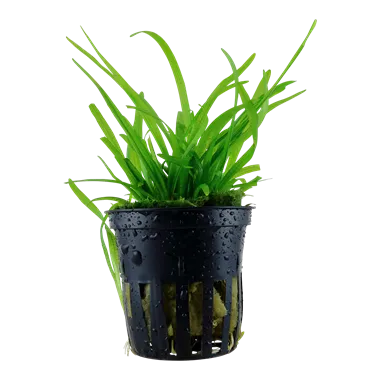 Tropica Sagittaria subulata