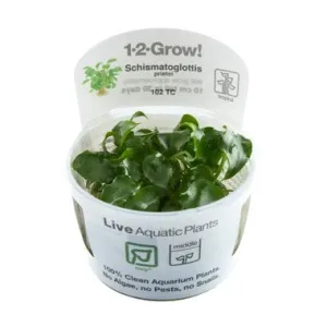 Tropica Schismatoglottis prietoi 1-2- Grow