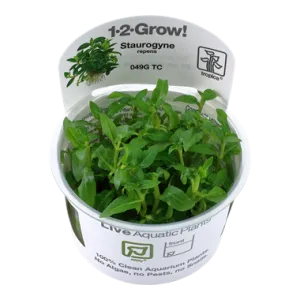 Tropica Staurogyne repens 1-2-Grow
