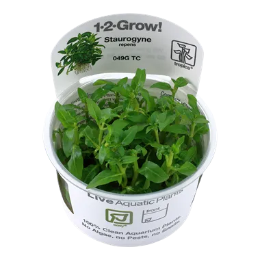 Tropica Staurogyne repens 1-2-Grow