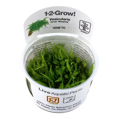 Tropica Vesicularia ferriei Weeping Moss 1-2-Grow