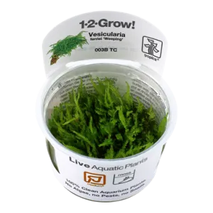 Tropica Vesicularia ferriei Weeping Moss 1-2-Grow