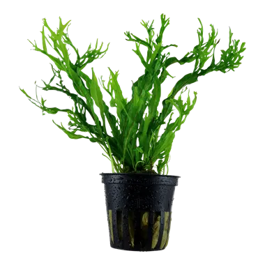 Tropica Windelov's Fern