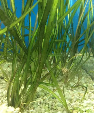 Vallisneria sp. (Jungle Val)