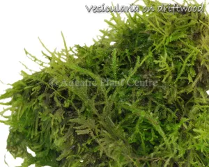 Vesicularia dubyana (Wild) TC Cup